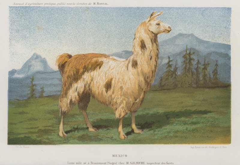 Samiec lamy urodzony w Remiremont (Wogezy), Francja (chromolitho) autorstwa French School