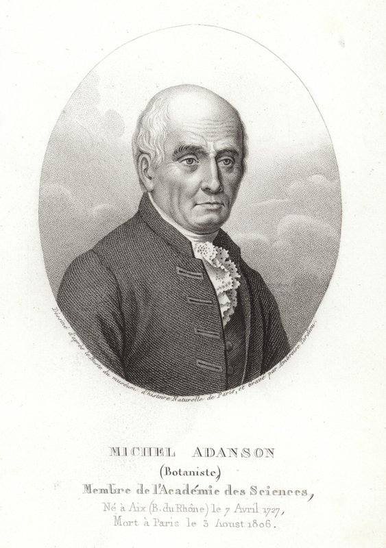 Michel Adanson autorstwa French School