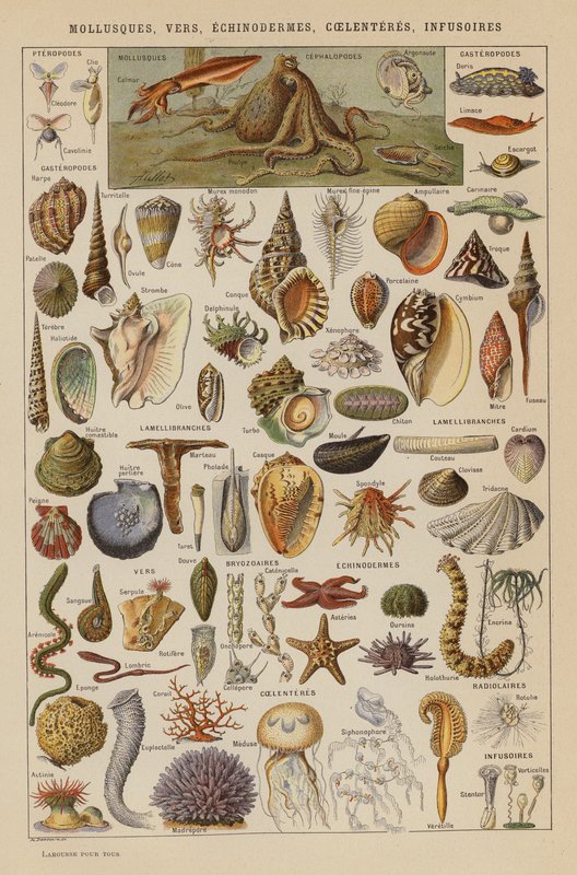 Mięczaki, robaki, szkarłupnie, coelenteres, infusoria (litografia kolorowa) autorstwa French School