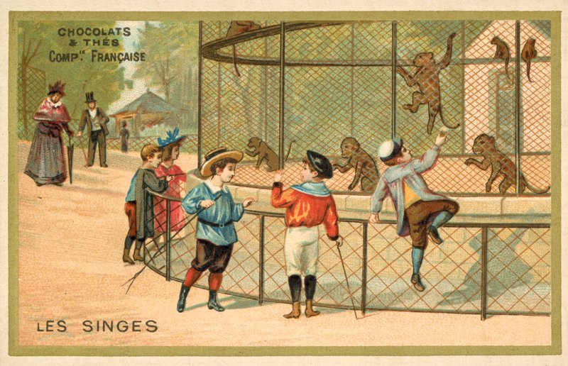 Małpy (chromolitho) autorstwa French School