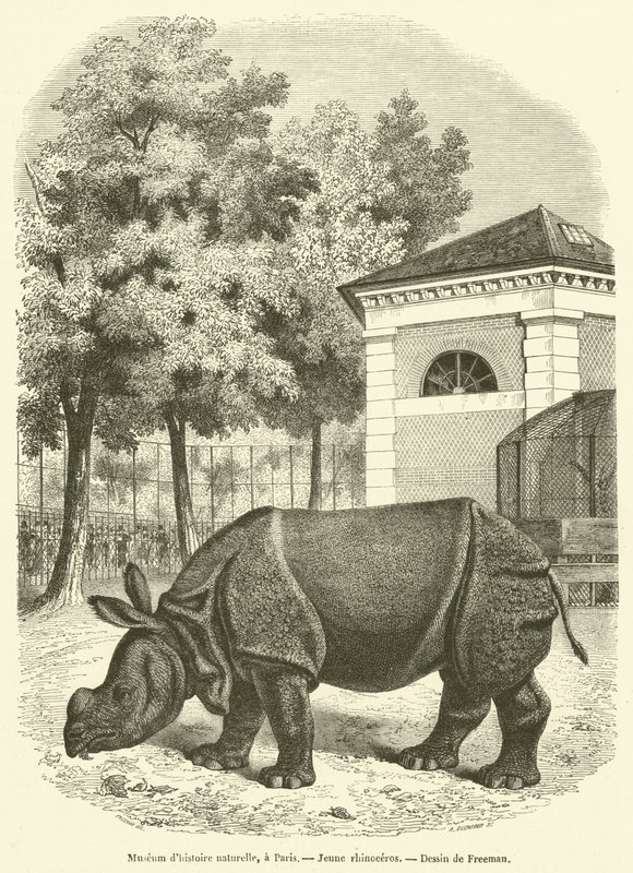 Muzeum Historii Naturalnej, Paryż, Młody nosorożec (rycina) autorstwa French School