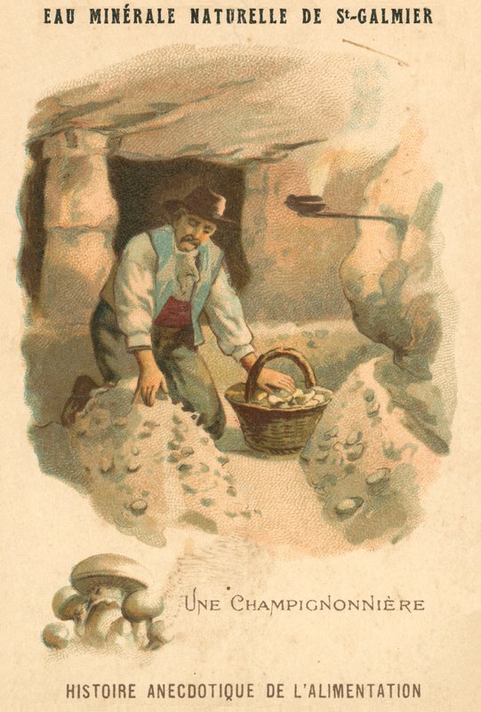 Hodowca grzybów (chromolitho) autorstwa French School