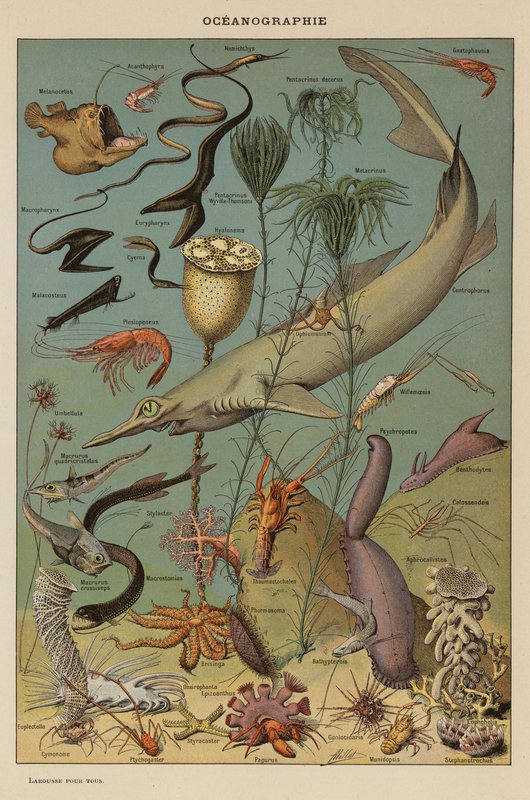 Oceanografia (druk kolorowy) autorstwa French School