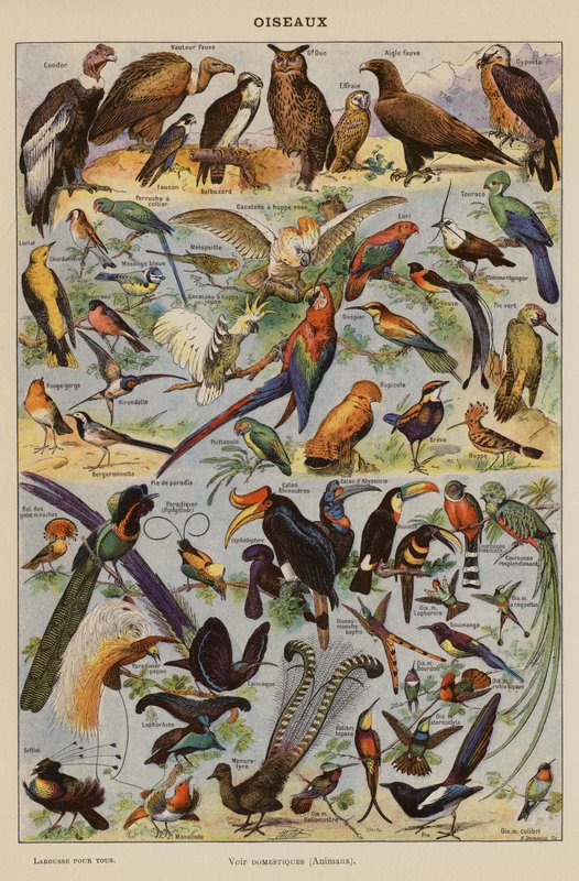 Ptaki (litografia kolorowa) autorstwa French School