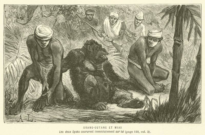 Orang-Outang Et Mias (grawerowanie) autorstwa French School