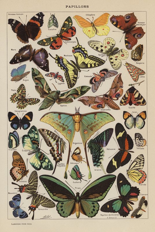 Motyle (litografia kolorowa) autorstwa French School