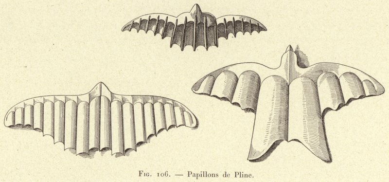 Motyle Pliniusza (grafika) autorstwa French School