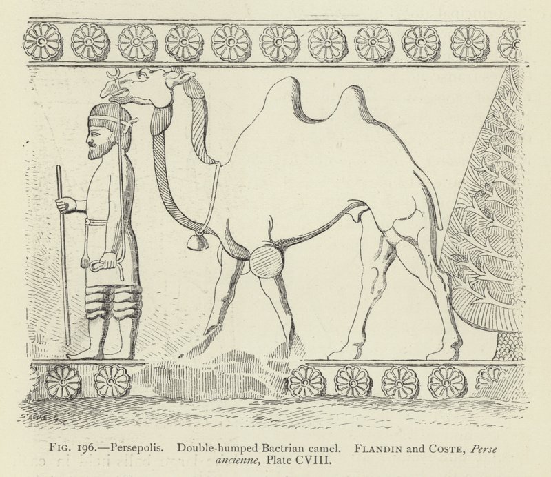 Persepolis, dwugarbny wielbłąd dwugarbny autorstwa French School