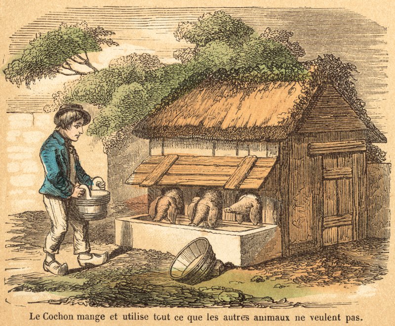 Świnia (kolorowy grawerunek) autorstwa French School