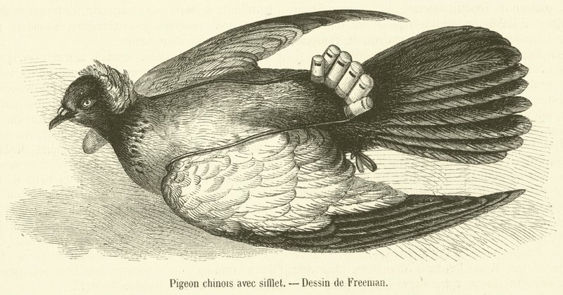Chiński gołąb z gwizdkiem (grawerunek) autorstwa French School