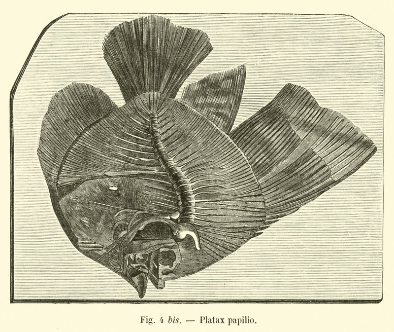 Motyl plataksowy autorstwa French School