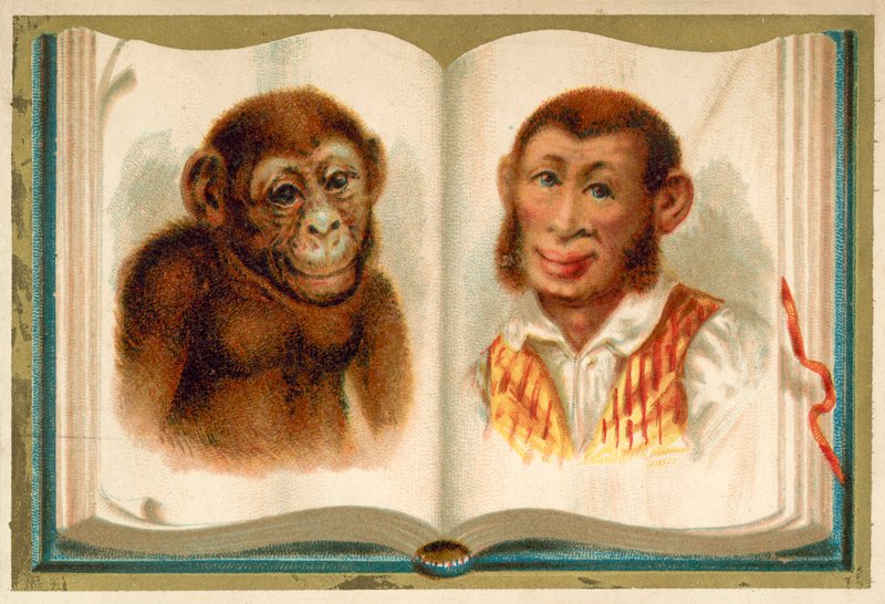 Portrety małpy i człowieka (chromolitho) autorstwa French School