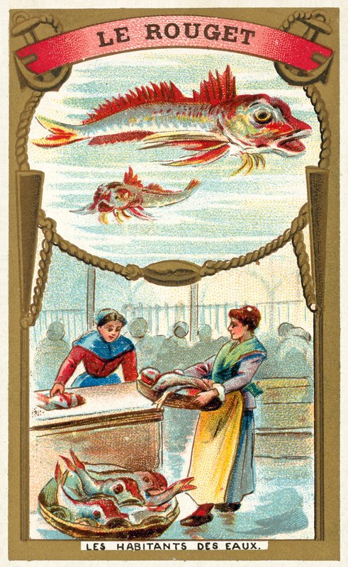 cefal (chromolitho) autorstwa French School