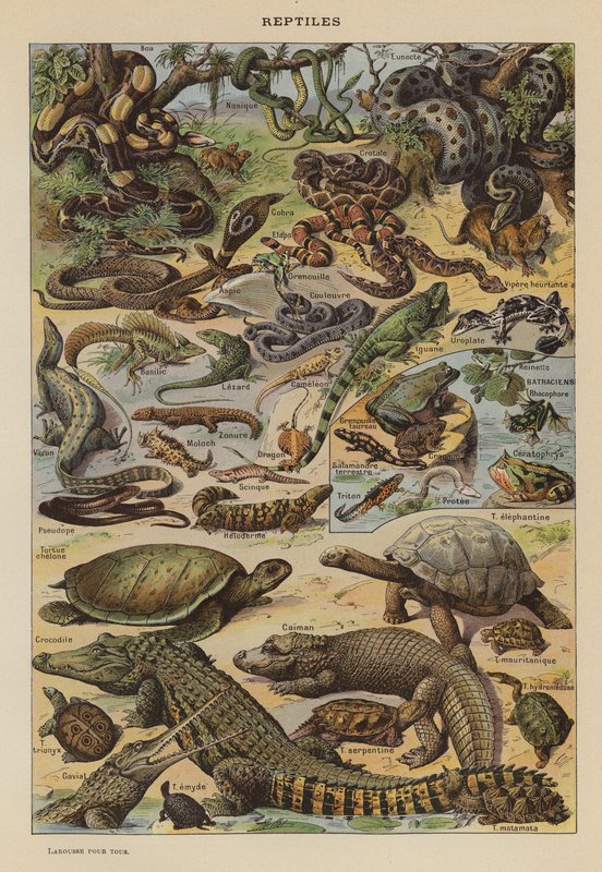 Gady (litografia kolorowa) autorstwa French School