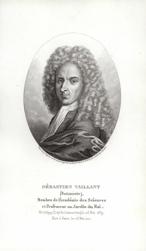 Sebastien Vaillant autorstwa French School