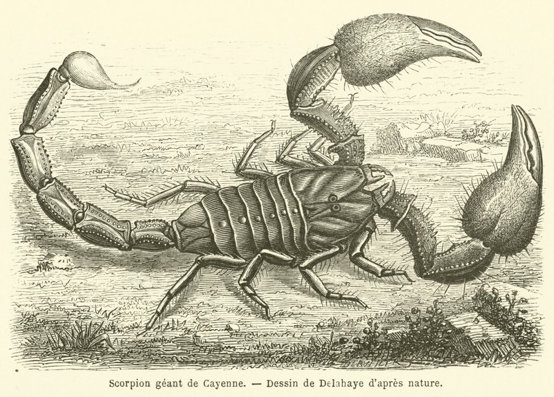 Skorpion olbrzymi cayenne (grawerowanie) autorstwa French School