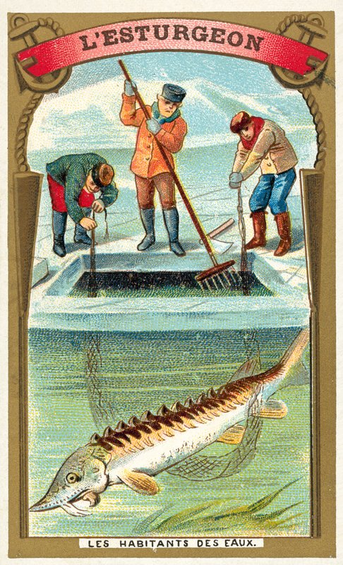 Jesiotr (chromolitho) autorstwa French School