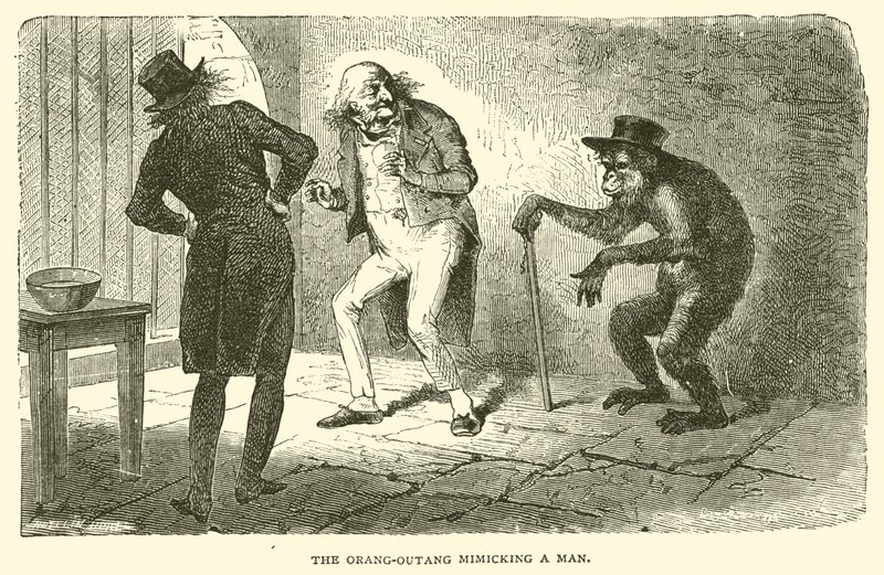 Orang-Outang naśladujący człowieka (rycina) autorstwa French School