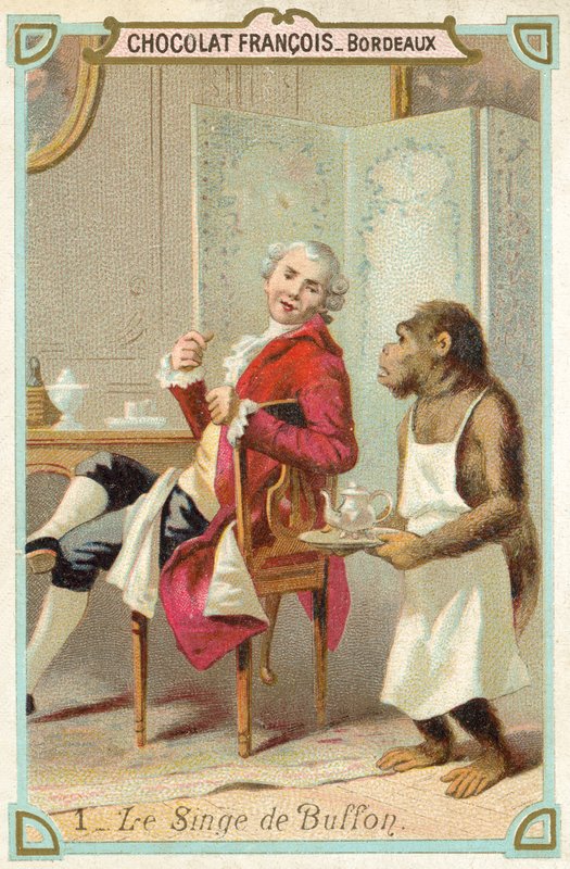 Małpa hrabiego de Buffon, francuskiego przyrodnika (chromolitho) autorstwa French School