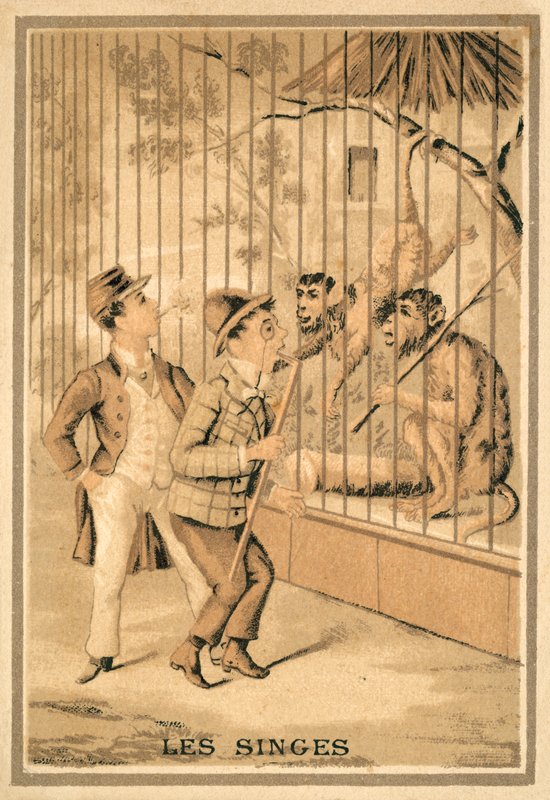 Małpy (chromolitho) autorstwa French School