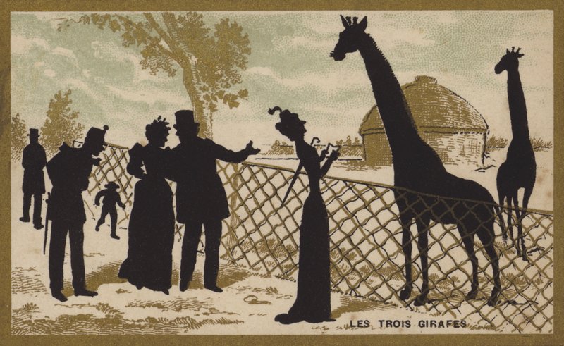 Trzy żyrafy (chromolitho) autorstwa French School
