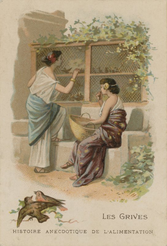 drozdy autorstwa French School