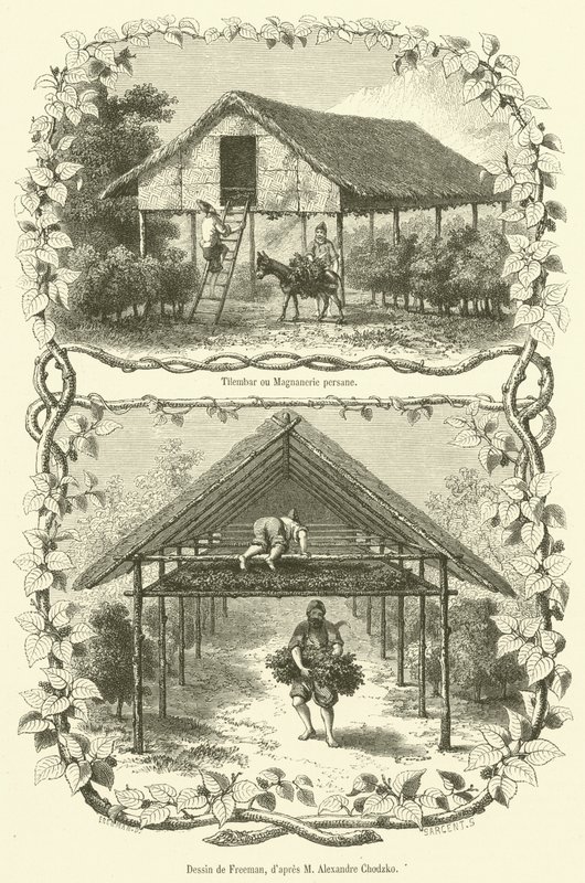 Tilembar lub perska Magnanerie (grawerowanie) autorstwa French School