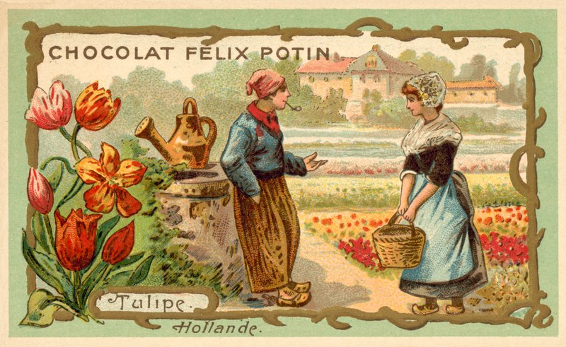 Tulipany, Holandia (chromolitho) autorstwa French School