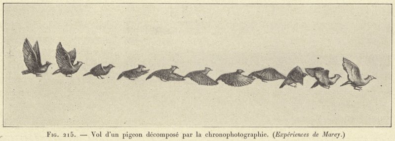 Lot rozłożonego gołębia według chronofotografii autorstwa French School