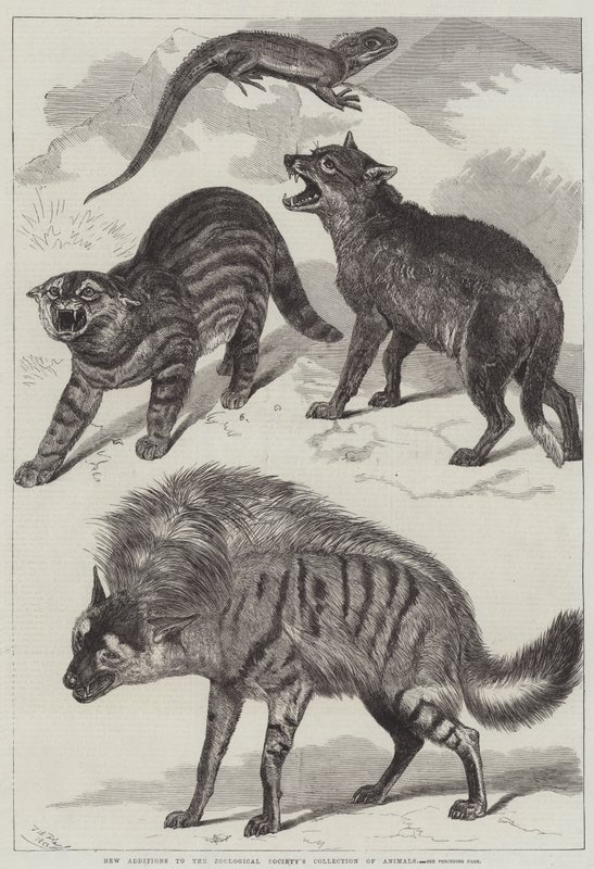Nowe dodatki do kolekcji zwierząt Towarzystwa Zoologicznego autorstwa Friedrich Wilhelm Keyl