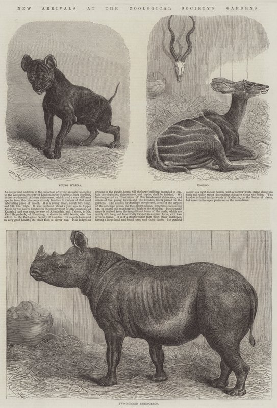 Nowości w ogrodach Towarzystwa Zoologicznego autorstwa Friedrich Wilhelm Keyl