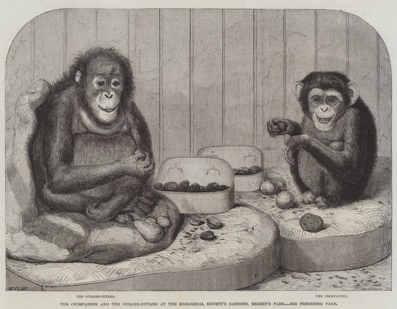 Szympans i Ourang-Outang w ogrodach Towarzystwa Zoologicznego, Regent