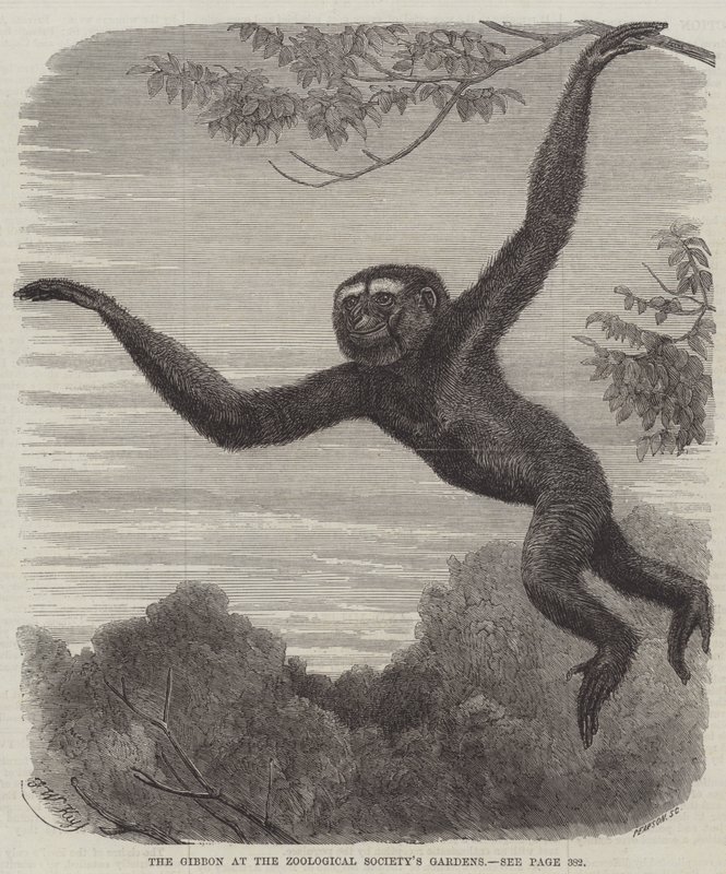 Gibon w ogrodach Towarzystwa Zoologicznego autorstwa Friedrich Wilhelm Keyl