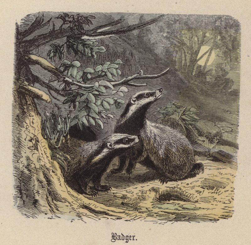 Borsuk (kolorowy grawer) autorstwa Friedrich Specht