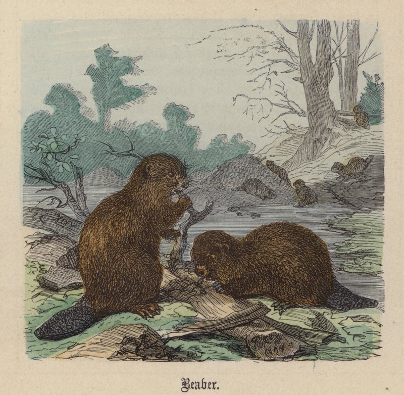Bóbr (kolorowy grawer) autorstwa Friedrich Specht
