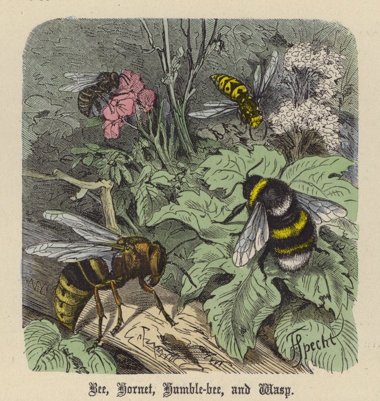 Bee, Hornet, Humble-bee i Wasp (kolorowy grawerunek) autorstwa Friedrich Specht