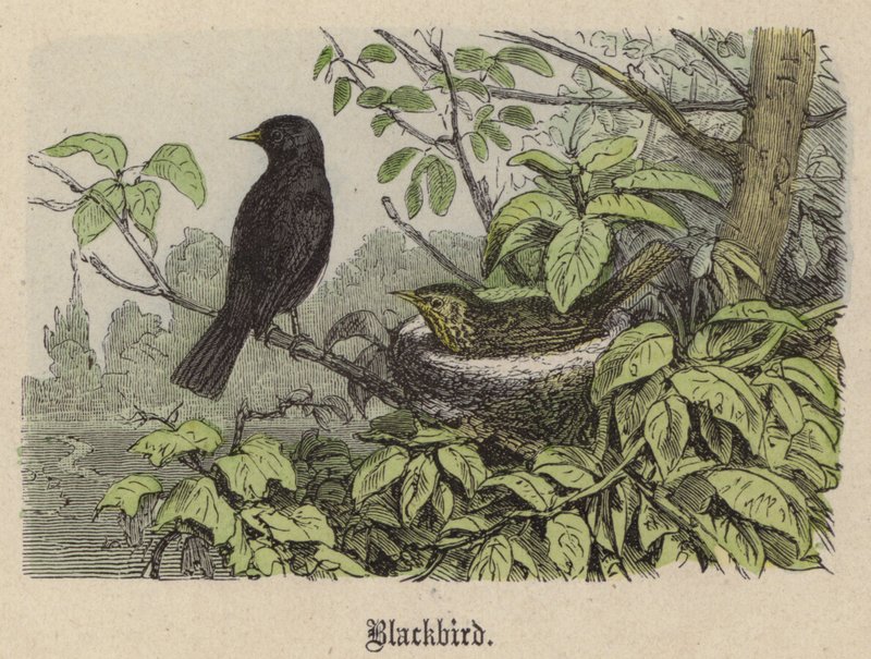 Blackbird (kolorowy grawer) autorstwa Friedrich Specht