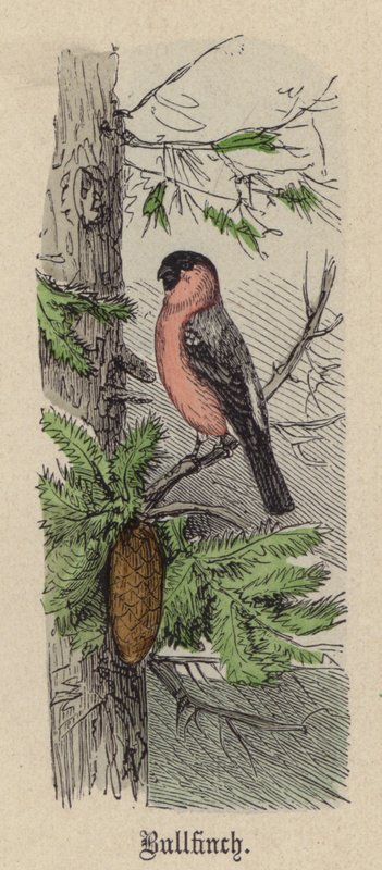 Gil zwyczajny (kolorowy grawer) autorstwa Friedrich Specht