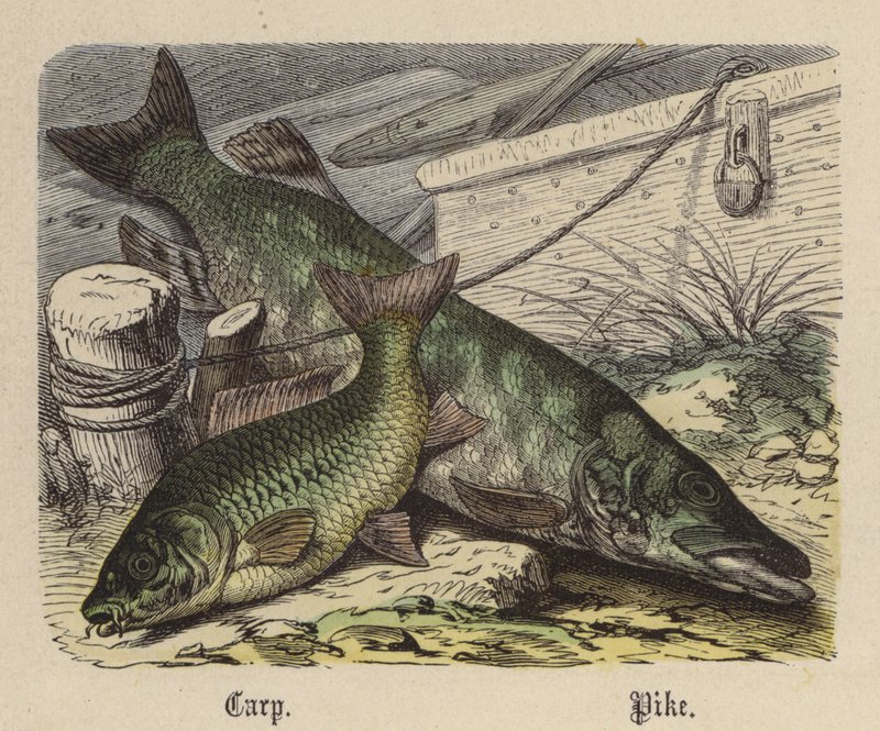 Karp, Szczupak (kolorowy grawer) autorstwa Friedrich Specht