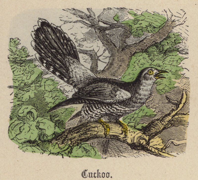 Kukułka (kolorowy grawer) autorstwa Friedrich Specht