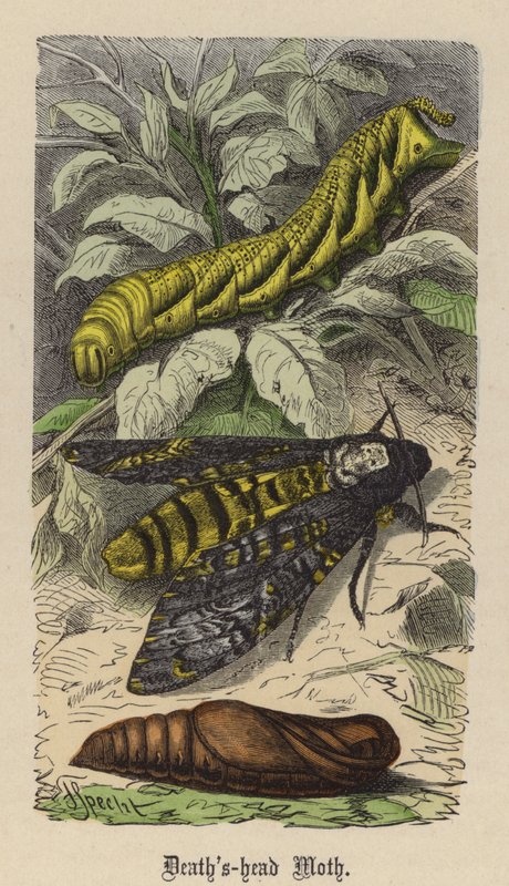 Śmierciogłowa ćma (kolorowy grawerunek) autorstwa Friedrich Specht