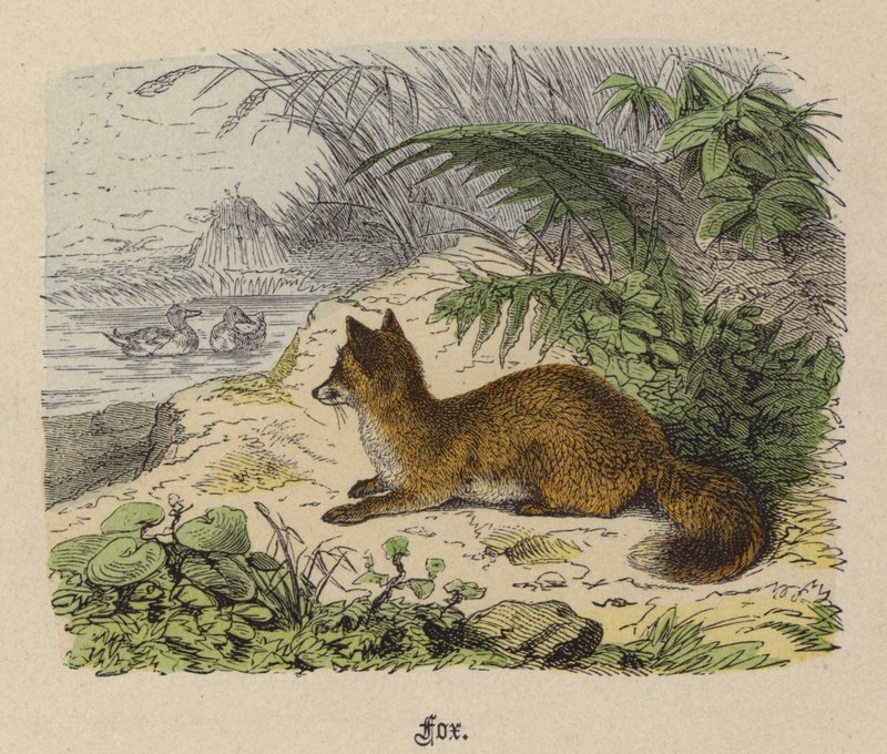 Lis (kolorowy grawerunek) autorstwa Friedrich Specht