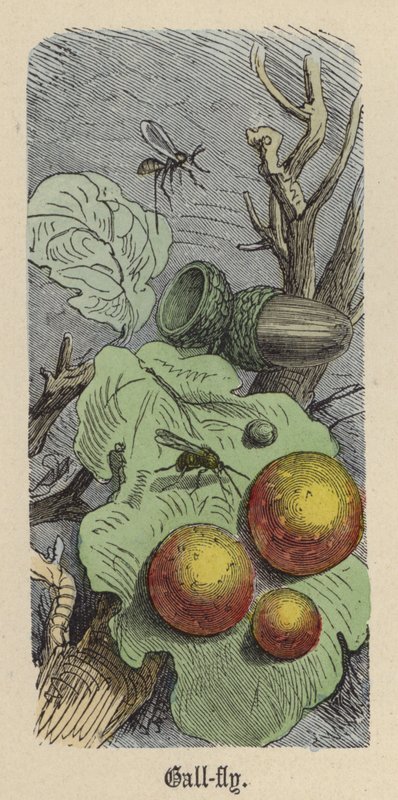 Mucha (kolorowy grawer) autorstwa Friedrich Specht