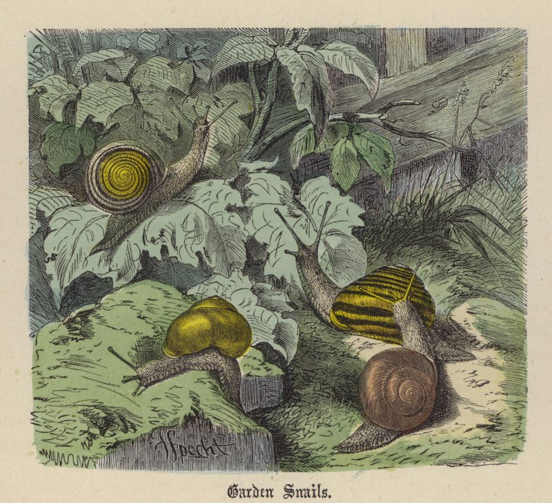 Ślimaki ogrodowe (kolorowy grawer) autorstwa Friedrich Specht