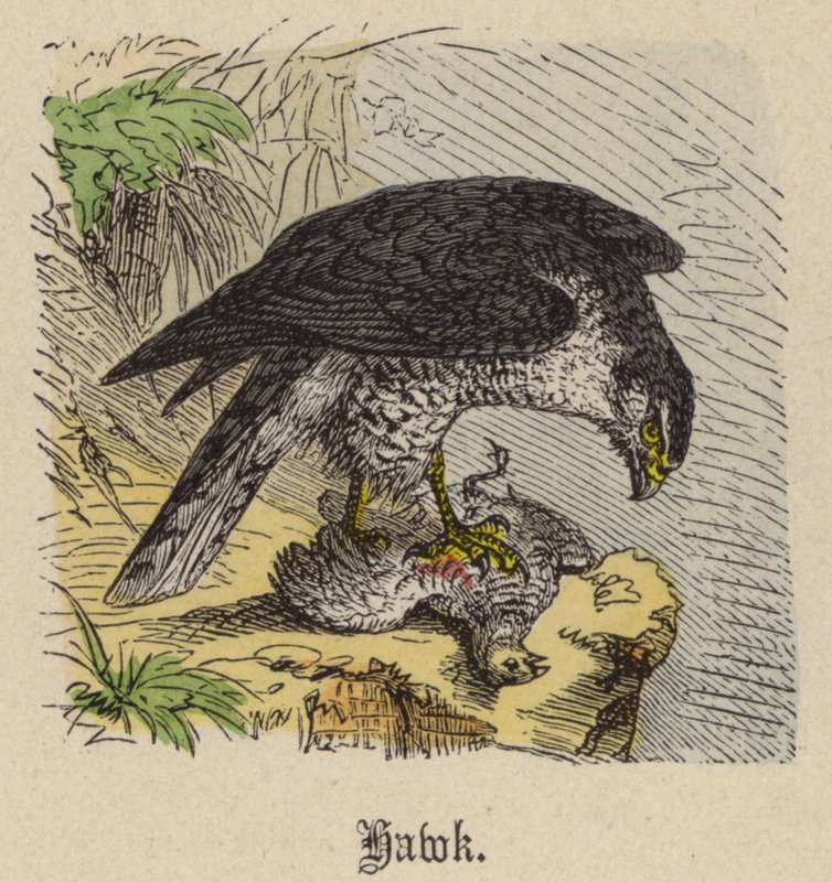 Hawk (kolorowy grawer) autorstwa Friedrich Specht