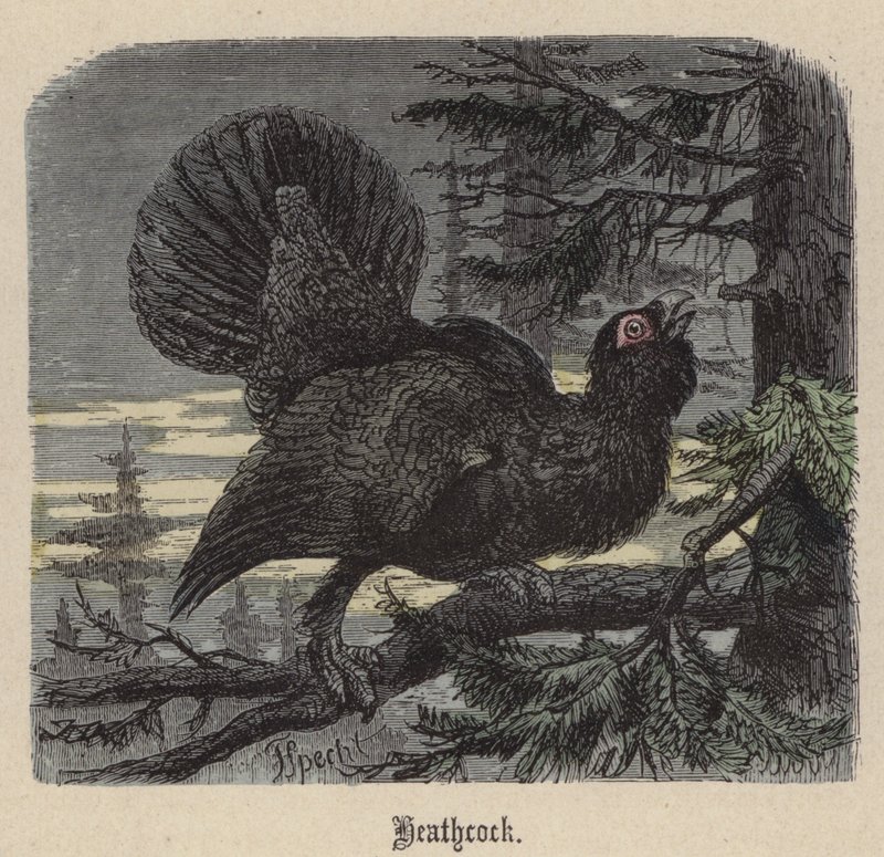 Heathcock (kolorowy grawerunek) autorstwa Friedrich Specht