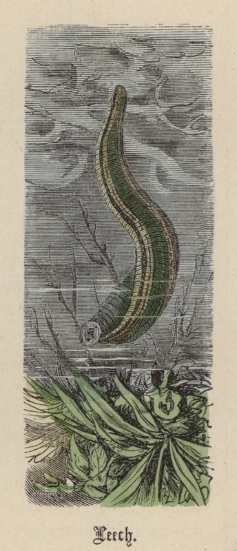Pijawka (kolorowy grawer) autorstwa Friedrich Specht