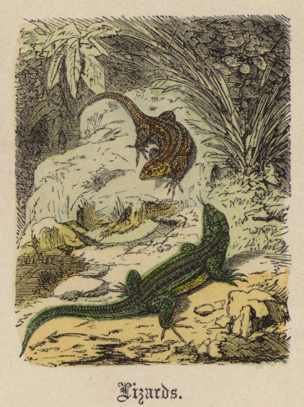Jaszczurki (kolorowy grawer) autorstwa Friedrich Specht