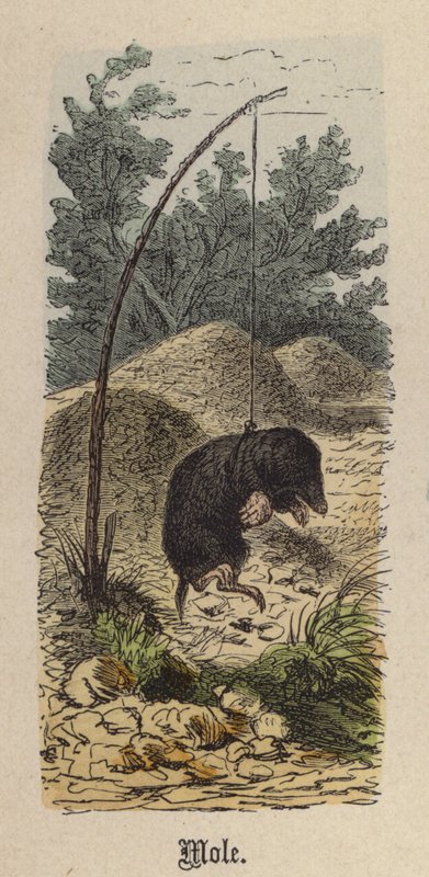 Kret (kolorowy grawerunek) autorstwa Friedrich Specht