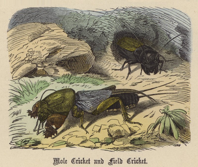 Mole Cricket i Field Cricket (kolorowy grawerunek) autorstwa Friedrich Specht